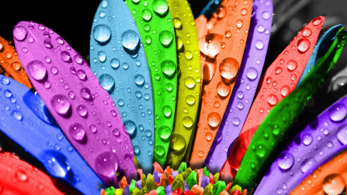 رنگی-شبنم-گل